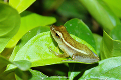 Rohanixalus hansenae