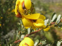 Cyclopia subternata subternata