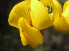 Cyclopia subternata subternata