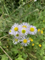 Erigeron annuus