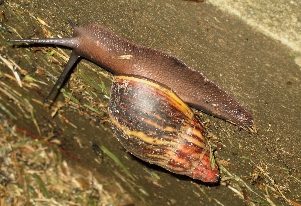 Banana Rasp Snail