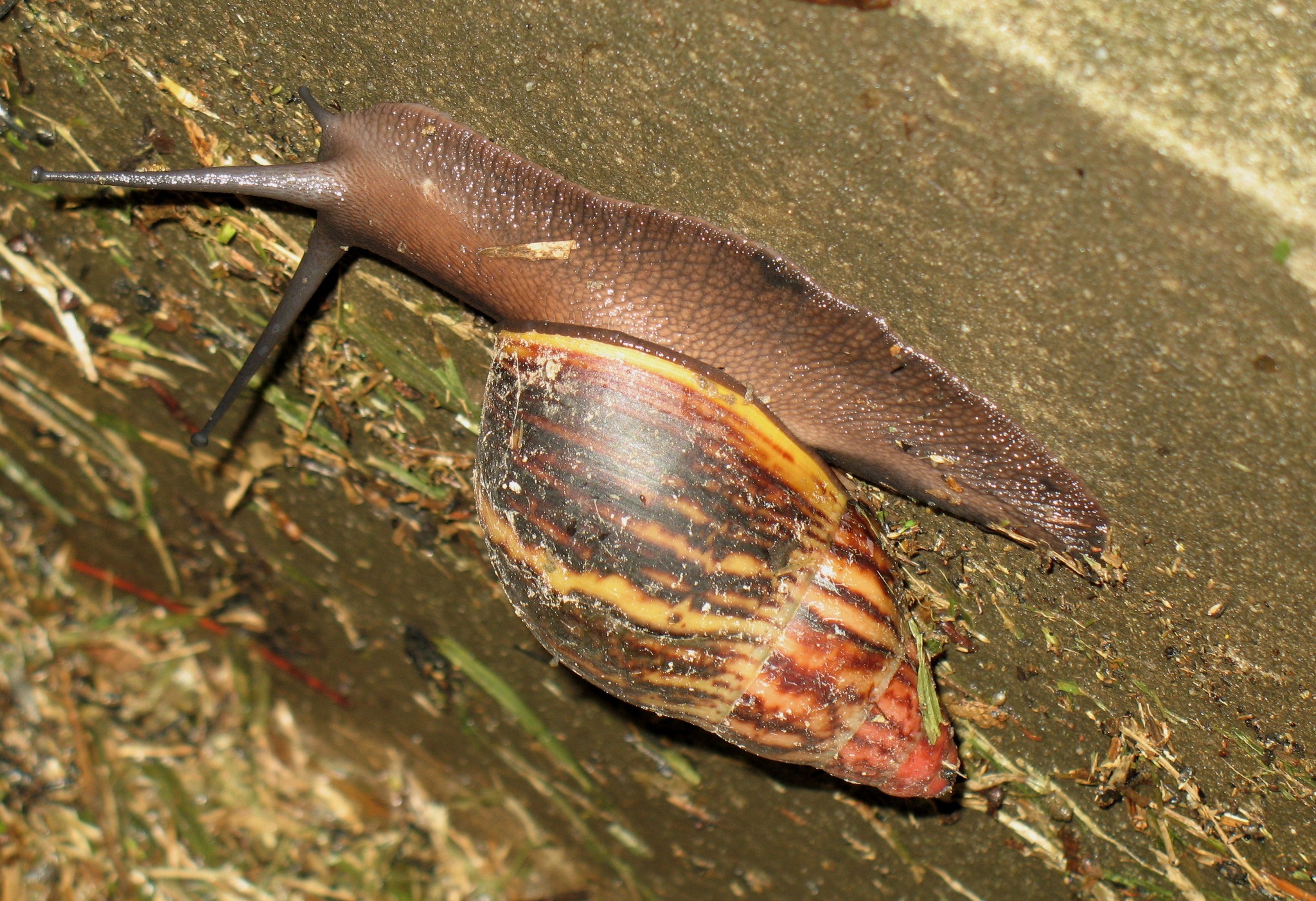 Giant West African Snail (Archachatina marginata)  iNaturalist