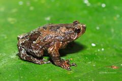 Metaphrynella pollicaris