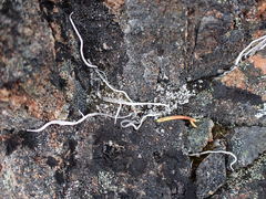 Thamnolia vermicularis