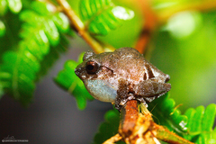 Raorchestes parvulus