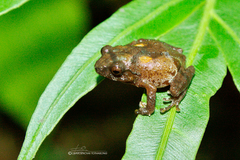 Raorchestes parvulus