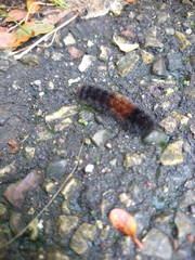 Pyrrharctia isabella