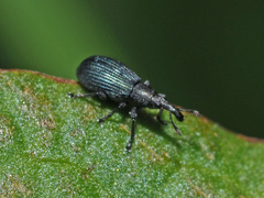 Perapion violaceum