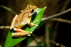 Kurixalus bisacculus