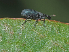 Perapion violaceum