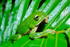 Zhangixalus pachyproctus