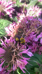 Bombus nevadensis