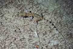 Cyrtodactylus tigroides