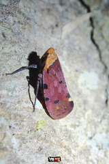 Penthicodes atomaria