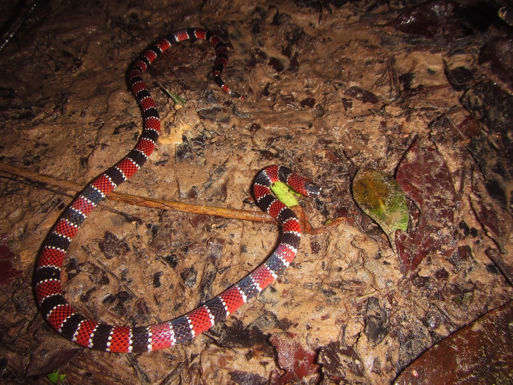 Tikuna Coralsnake