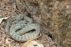 Trimeresurus kanburiensis