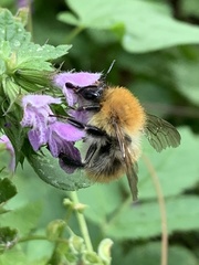 Bombus pascuorum
