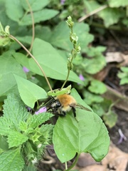 Bombus pascuorum