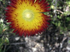 Drosanthemum bicolor