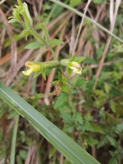 Siphonostegia laeta