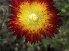 Drosanthemum bicolor