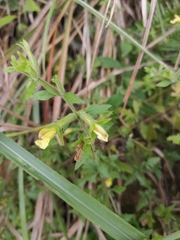 Siphonostegia laeta