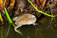 Glyphoglossus molossus