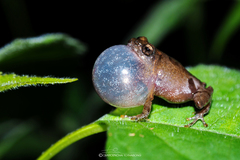 Raorchestes parvulus