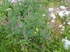 Hedysarum occidentale