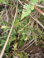 Siphonostegia laeta