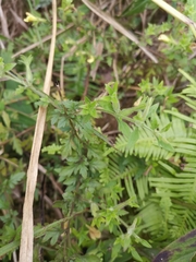 Siphonostegia laeta