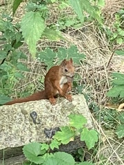 Sciurus vulgaris