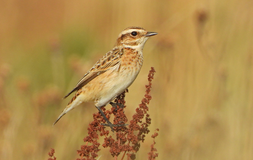 Tarabilla norteña (Saxicola rubetra)