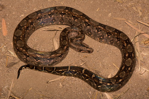 Mazacuata (Subespecies Boa imperator imperator) · iNaturalist Mexico