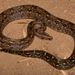 Mainland Common Boa - Photo (c) Andrew DuBois, some rights reserved (CC BY-NC)
