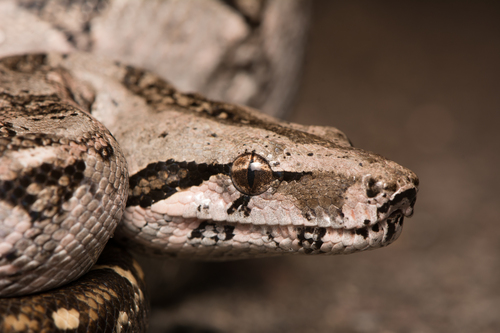 Boa Constrictor (Boa constrictor) · iNaturalist