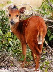 Cephalophorus natalensis