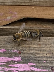 Apis mellifera