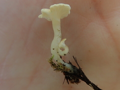 Cantharellopsis prescotii