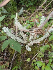 Monochasma savatieri