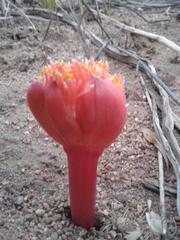 Haemanthus