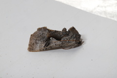 Autographa ampla