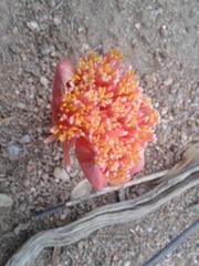 Haemanthus
