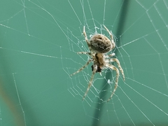 Araneidae
