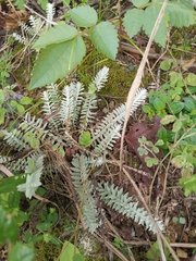 Monochasma savatieri