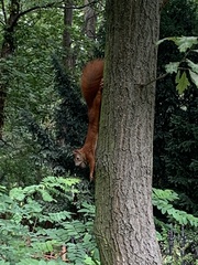 Sciurus vulgaris