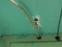 Araneidae