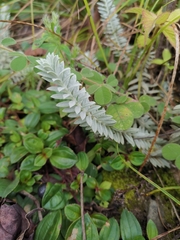 Monochasma savatieri