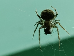 Araneidae