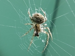 Araneidae